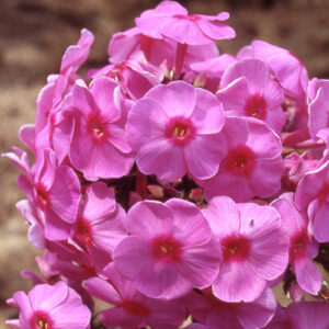 Phlox paniculata 'Eva Cullum'; aed-leeklill 'Eva Cullum'