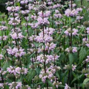 Phlomis tuberosa 'Amazone'