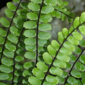 Asplenium trichomanes