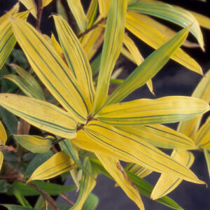 Pleioblastus auricomus