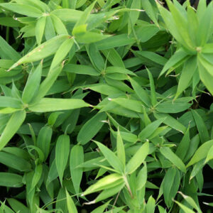 Pleioblastus pygmaeus var. distichus