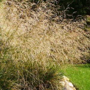 Deschampsia cespitosa