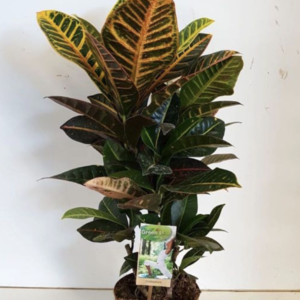 Codiaeum variegatum "Petra"