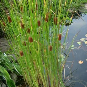 Typha minima