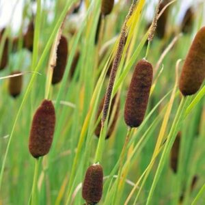 Typha gracilis