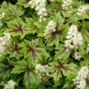 Tiarella 'Sugar & Spice'