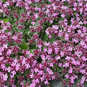 Thymus praecox 'Pseudolanuginosus'