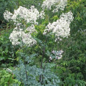 Thalictrum 'Elin'