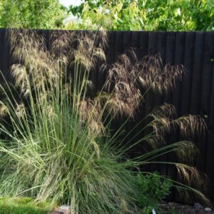 Stipa gigantea