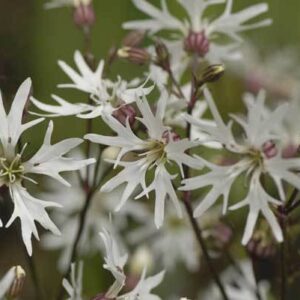 Lychnis flos-cuculi 'White Robin'