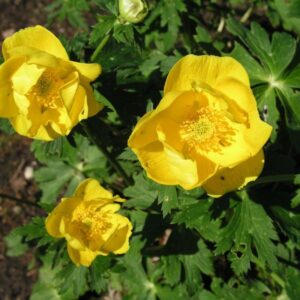 Trollius stenopetalus