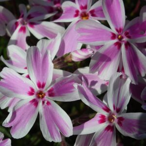 Phlox subulata 'Candy Stripes'; nõeljalehine leeklill 'Candy Stripes'