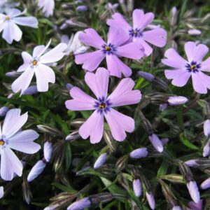 Phlox subulata 'Emerald Cushion Blue'; nõeljalehine leeklill 'Emerald Cushion Blue'