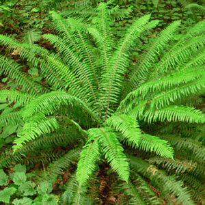 Polystichum munitum; mõõk-astelsõnajalg