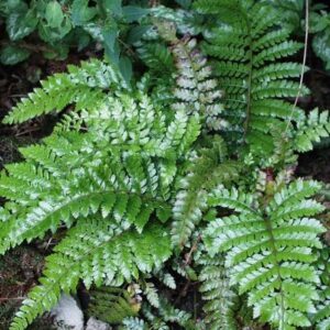 Polystichum polyblepharum; jaapani astelsõnajalg