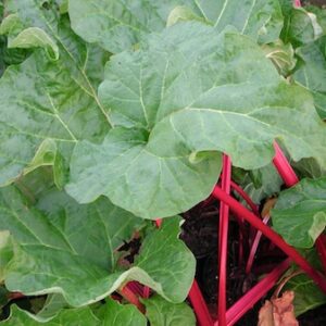 Rheum rhabarbarum 'Red Champagne'