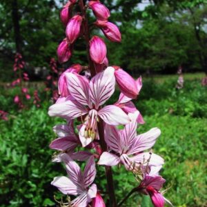 Dictamnus albus; Valge moosesepõõsas / valge diktamnus