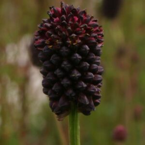 Sanguisorba hybrida 'Chocolate Tip'