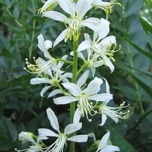 Dictamnus albus 'Albiflorus'; Valge moosesepõõsas / valge diktamnus 'Albiflorus'