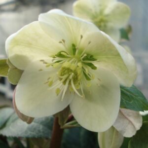 Helleborus 'Magic Leaves'; lumeroos 'Magic Leaves'