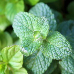 Mentha suaveolens 'Pomo'; õunmünt 'Pomo'