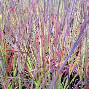 Schizachyrium scoparium 'Blue Heaven'