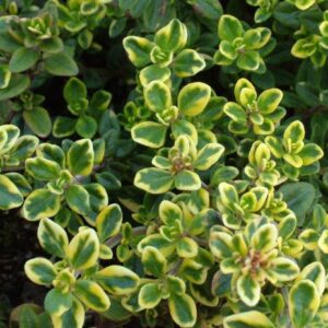 Thymus x citriodorus 'Aureus'