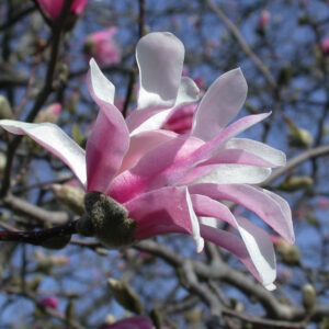 Magnolia x leobneri 'Leonard Messel'