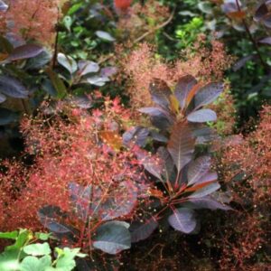 Cotinus coggygria 'Grace'