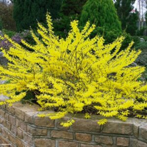Forsythia 'Marée d'Or'