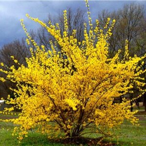 Forsythia x intermedia 'Week End'
