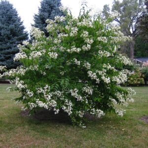 Heptacodium miconioides