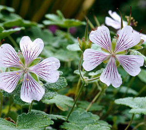 Geranium renardii; säbar kurereha