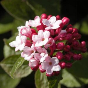 Viburnum carlesii 'Aurora'