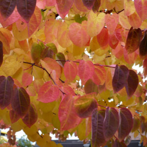Cercidiphyllum japonicum