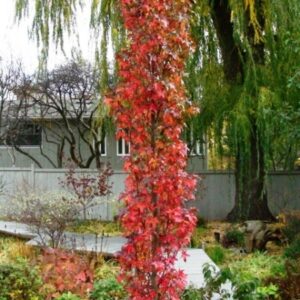 Liquidambar 'Slender Silhouette'