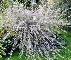 Salix repens 'Argentea'