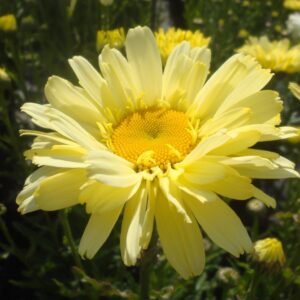 Leucanthemum × superbum 'Banana Cream'; suureõieline härjasilm 'Banana Cream'