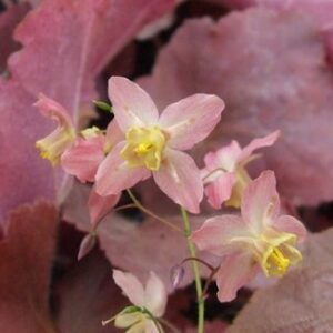 Epimedium x versicolor 'Cupreum'; mitmevärvuline epimeedium 'Cupreum'