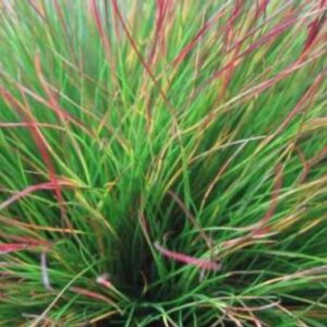 Festuca 'Walberla'; aruhein 'Warberla'