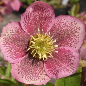 Helleborus orientalis 'Red Hybrids'; kaukaasia lumeroos 'Red Hybrids'