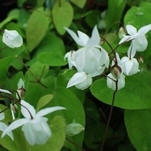 Epimedium x youngianum 'Niveum'; kütkestav epimeedium 'Niveum'