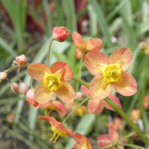 Epimedium x warleyense; vaskpunane epimeedium
