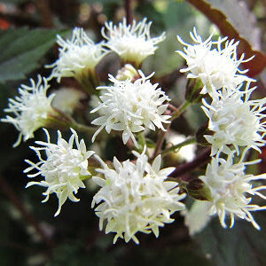 Eupatorium rugosum 'Chocolate'; nõgeselehine vesikanep 'Chocolate'