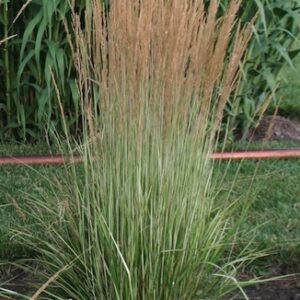 Calamagrostis x acutiflora 'Avalanche'; teravaõieline kastik 'Avalanche'