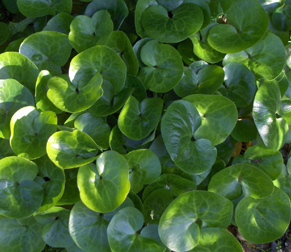 Asarum europaeum; harilik metspipar