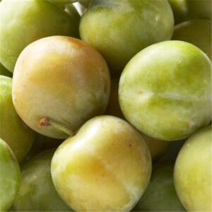 Ploom 'Reine Claude Dorée'