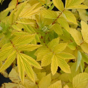 Filipendula ulmaria 'Aurea'; harilik angervaks 'Aurea'
