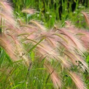 Hordeum jubatum; lakkoder
