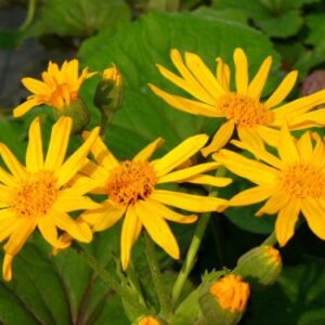 Ligularia x palmatiloba; hõlmine kobarpea